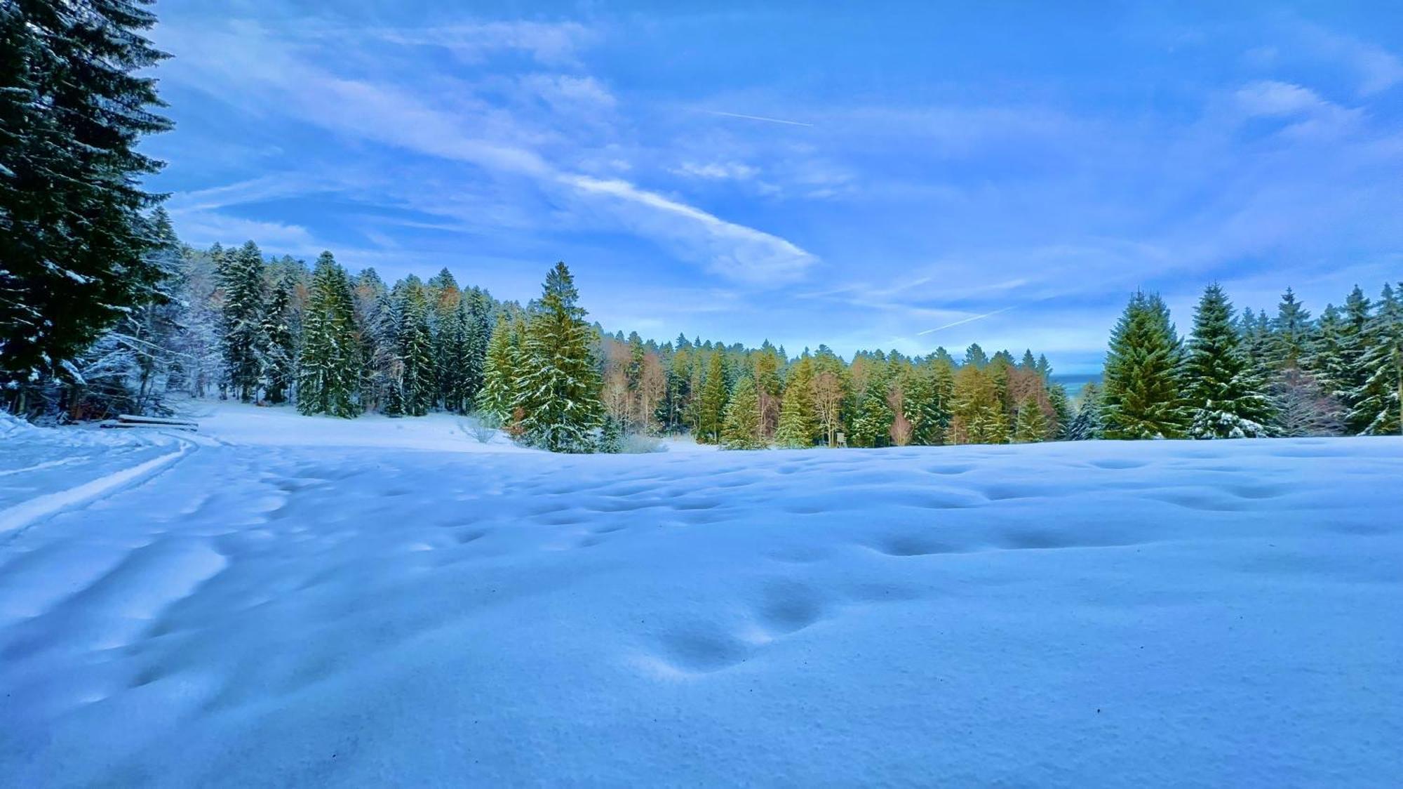 Dachsberg im SchwarzwaldHaus Schlageter公寓 外观 照片