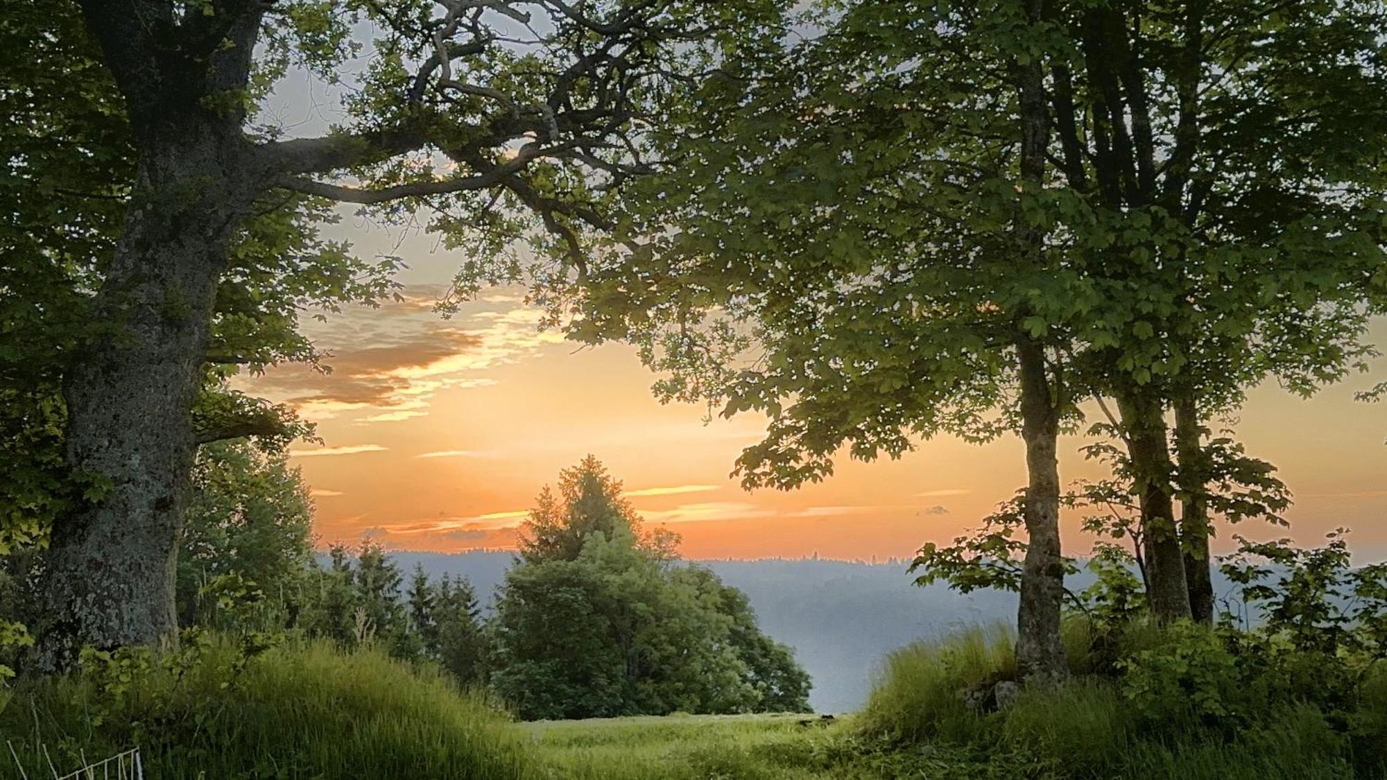 Dachsberg im SchwarzwaldHaus Schlageter公寓 外观 照片